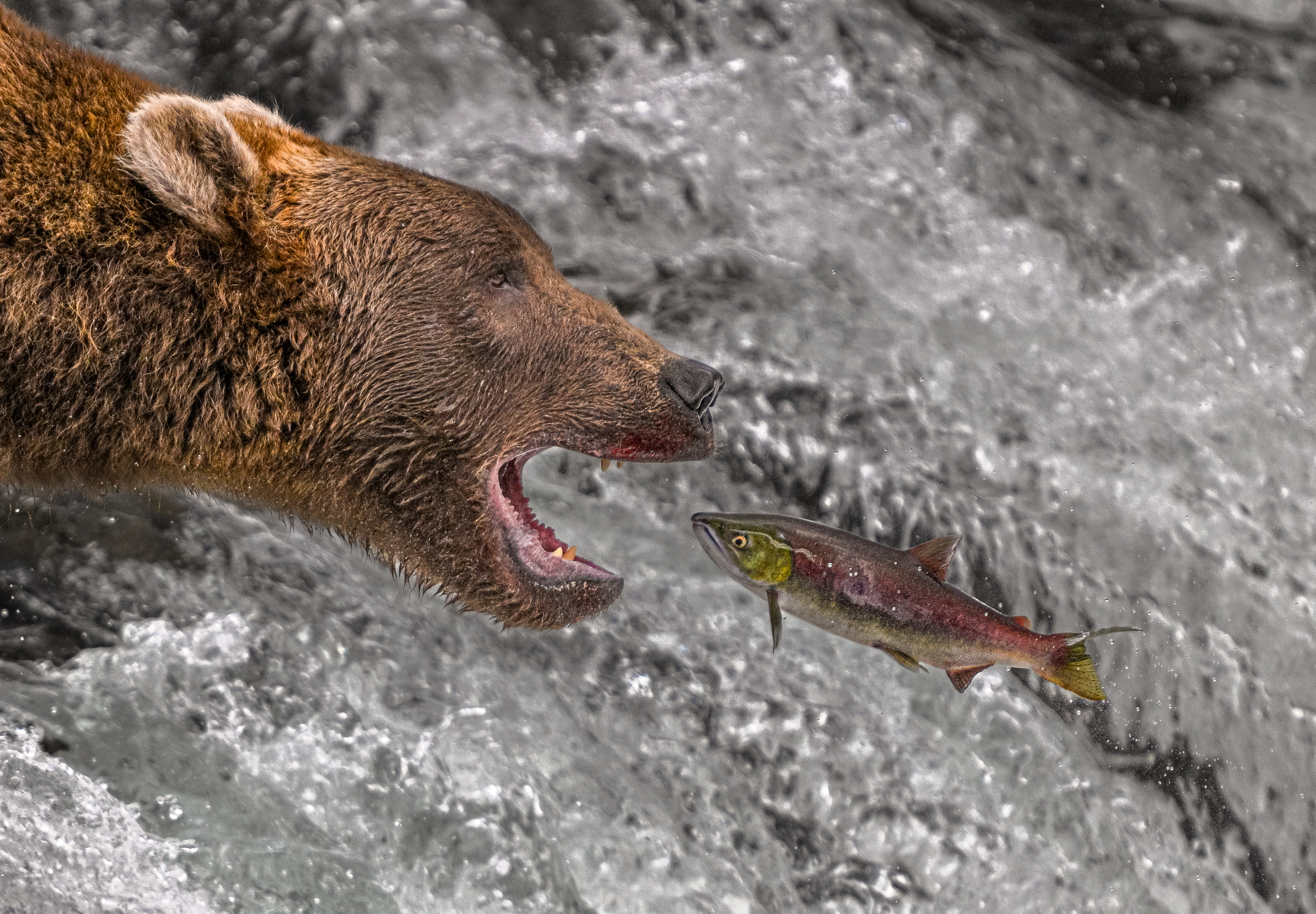 1st PrizeOpen Nature In Class 3 By John Hoyt For Last Jump SEP-2025.jpg